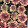 Sempervivum 'Dark Beauty'