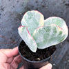 Cotyledon undulata f. variegata