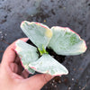 Cotyledon undulata f. variegata