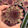Sempervivum 'Dark Beauty'