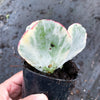 Cotyledon undulata f. variegata