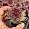 Sempervivum 'Dark Beauty'