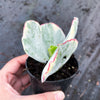 Cotyledon undulata f. variegata