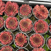 Sempervivum 'Pacific Red Rose' (w/3-4 pups)