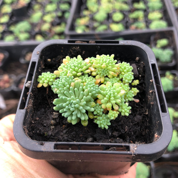 blue carpet succulent Sedum hispanicum 'Blue carpet' – LET LOVE GROW (Succulent & Cactus)