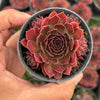 Sempervivum 'Pacific Red Rose' (w/3-4 pups)