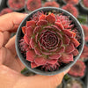Sempervivum 'Pacific Red Rose' (w/3-4 pups)