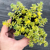 Sedum Golden Rice - Sedum Orizifolium Variegata