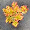 Crassula dejecta variegata