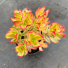 Crassula dejecta variegata