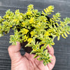 Sedum Golden Rice - Sedum Orizifolium Variegata