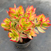 Crassula dejecta variegata