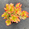 Crassula dejecta variegata