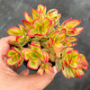 Crassula dejecta variegata