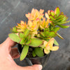 Crassula dejecta variegata