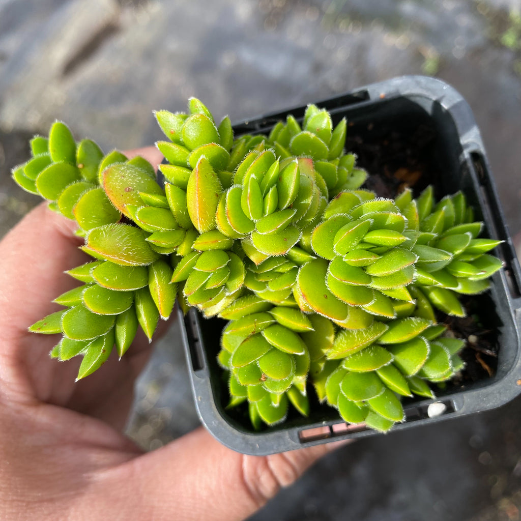 Crassula lanuginosa v pachystemon 'David'