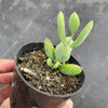 Cotyledon woodii (Grey Form)