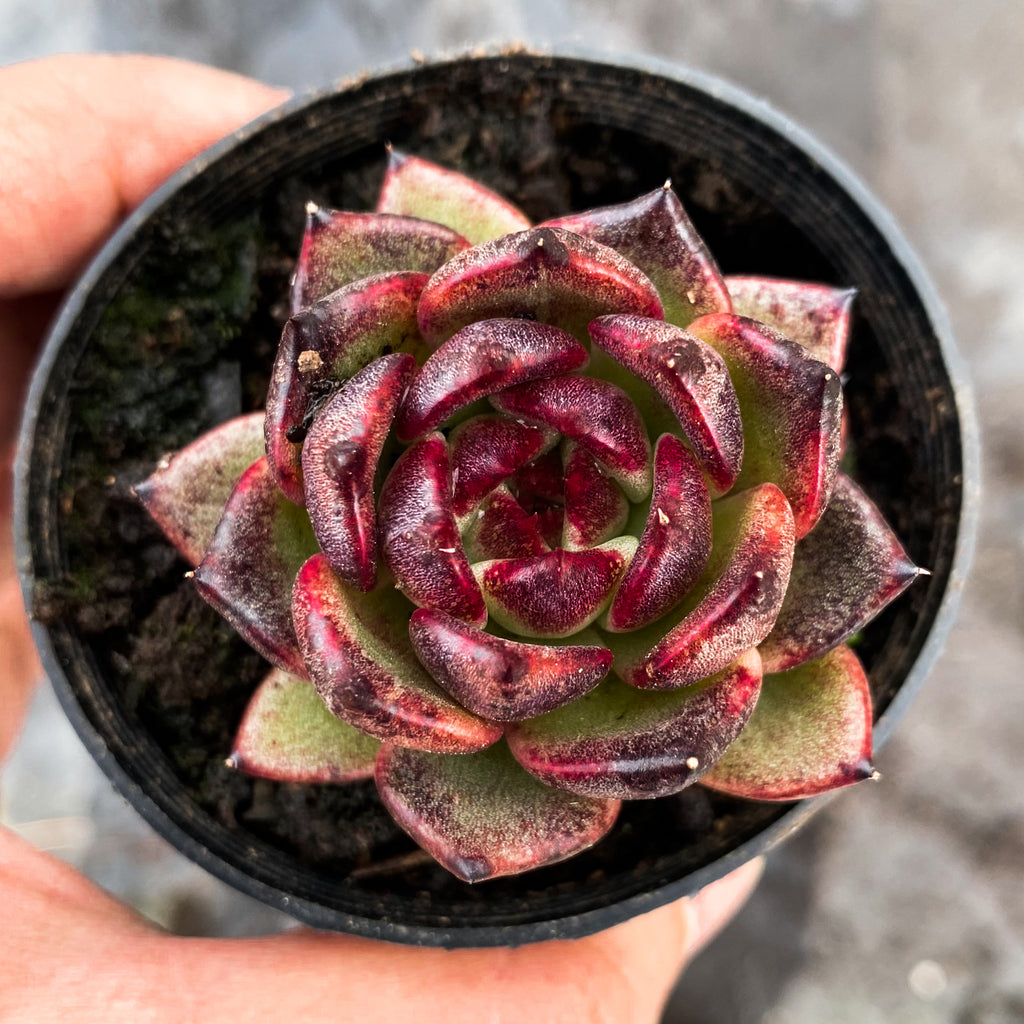 Echeveria 'Blood Maria'