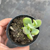 Cotyledon woodii (Grey Form)