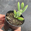 Cotyledon woodii (Grey Form)