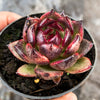 Echeveria 'Blood Maria'
