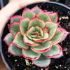 Echeveria Moon Gadnis (aka Ech. Moon Goddess)