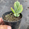 Cotyledon woodii (Grey Form)