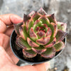 Echeveria 'Blood Maria'