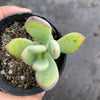 Cotyledon woodii (Grey Form)