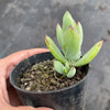 Cotyledon woodii (Grey Form)