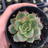 Echeveria Moon Gadnis (aka Ech. Moon Goddess)