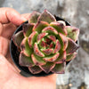 Echeveria 'Blood Maria'