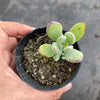 Cotyledon woodii (Grey Form)