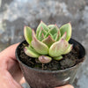 Echeveria 'Blood Maria'