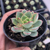 Echeveria Moon Gadnis (aka Ech. Moon Goddess)