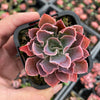 Echeveria 'Neon Breakers'