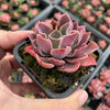 Echeveria 'Neon Breakers'