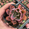 Echeveria 'Neon Breakers'