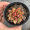 Echeveria 'Cat's Eye'