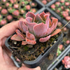 Echeveria 'Neon Breakers'