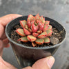 Echeveria 'Cat's Eye'