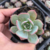 Echeveria Laulensis