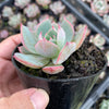 Echeveria Laulensis