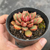 Echeveria 'Cat's Eye'
