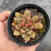 Echeveria 'Cat's Eye'