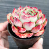 Echeveria poldensis 'Kevin'