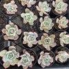 Echeveria Laulensis