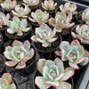 Echeveria Laulensis