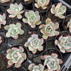 Echeveria Laulensis