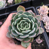 Echeveria minima x subsessilis